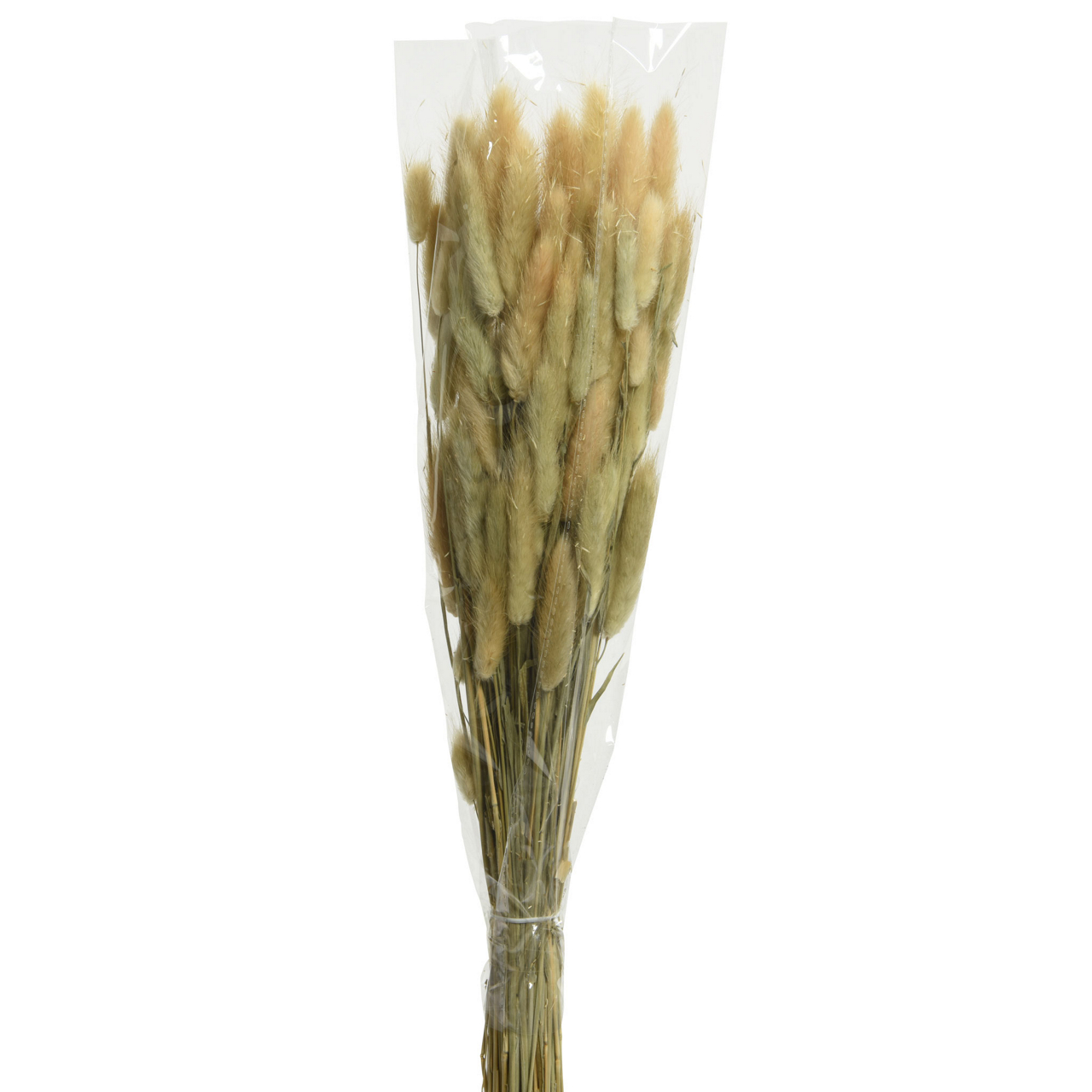  Trockenblume Dia 1