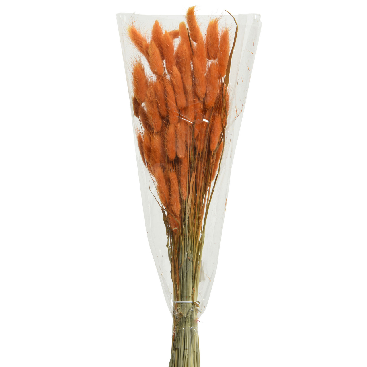  Trockenblume Dia 1