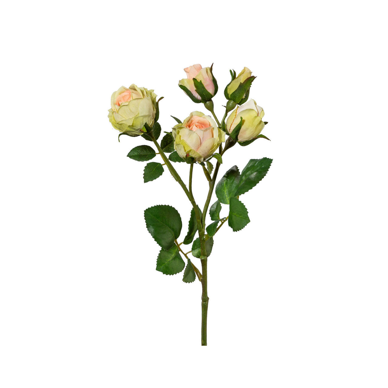  Polyantarose Polyantarose