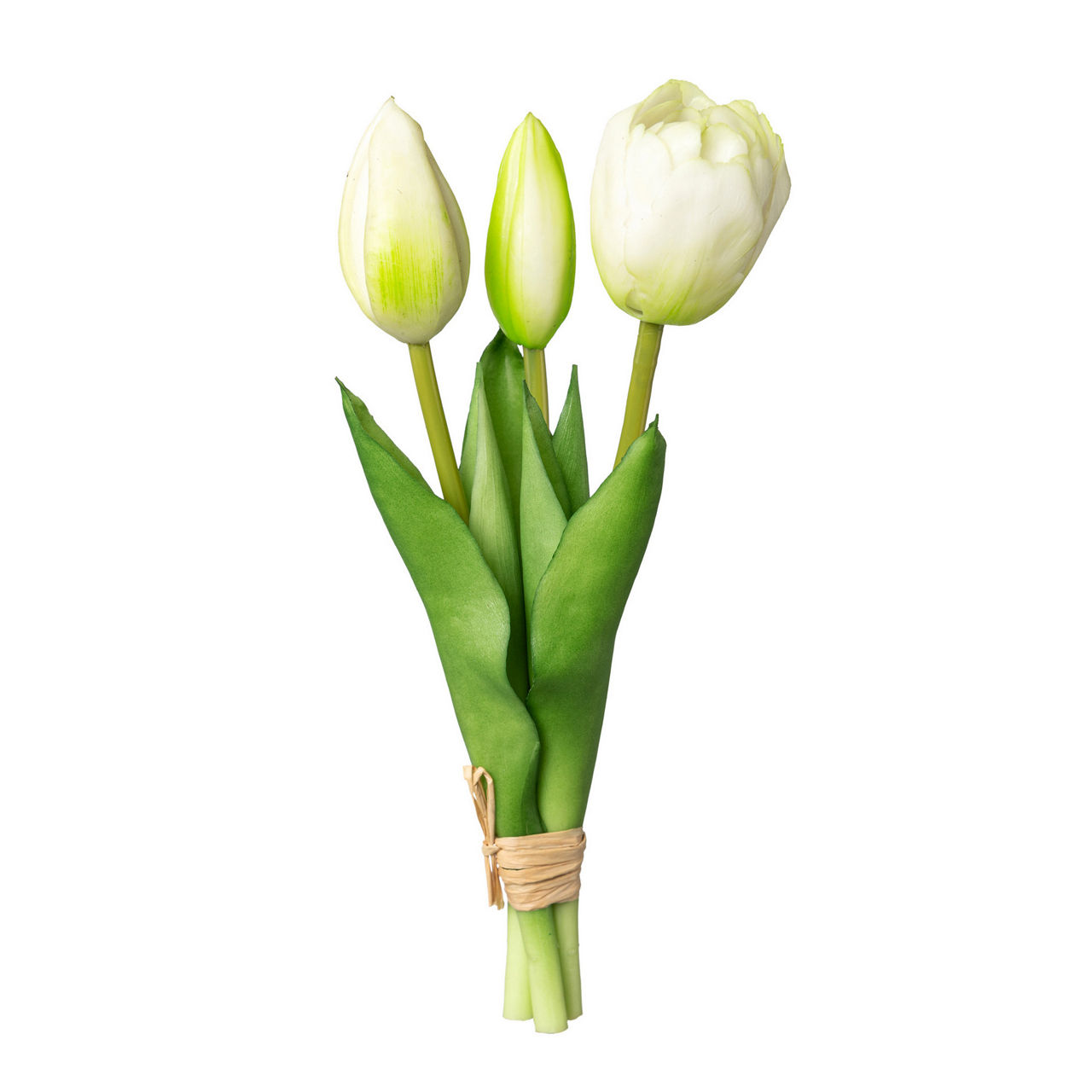  Tulpenbund Tulpenbund x3