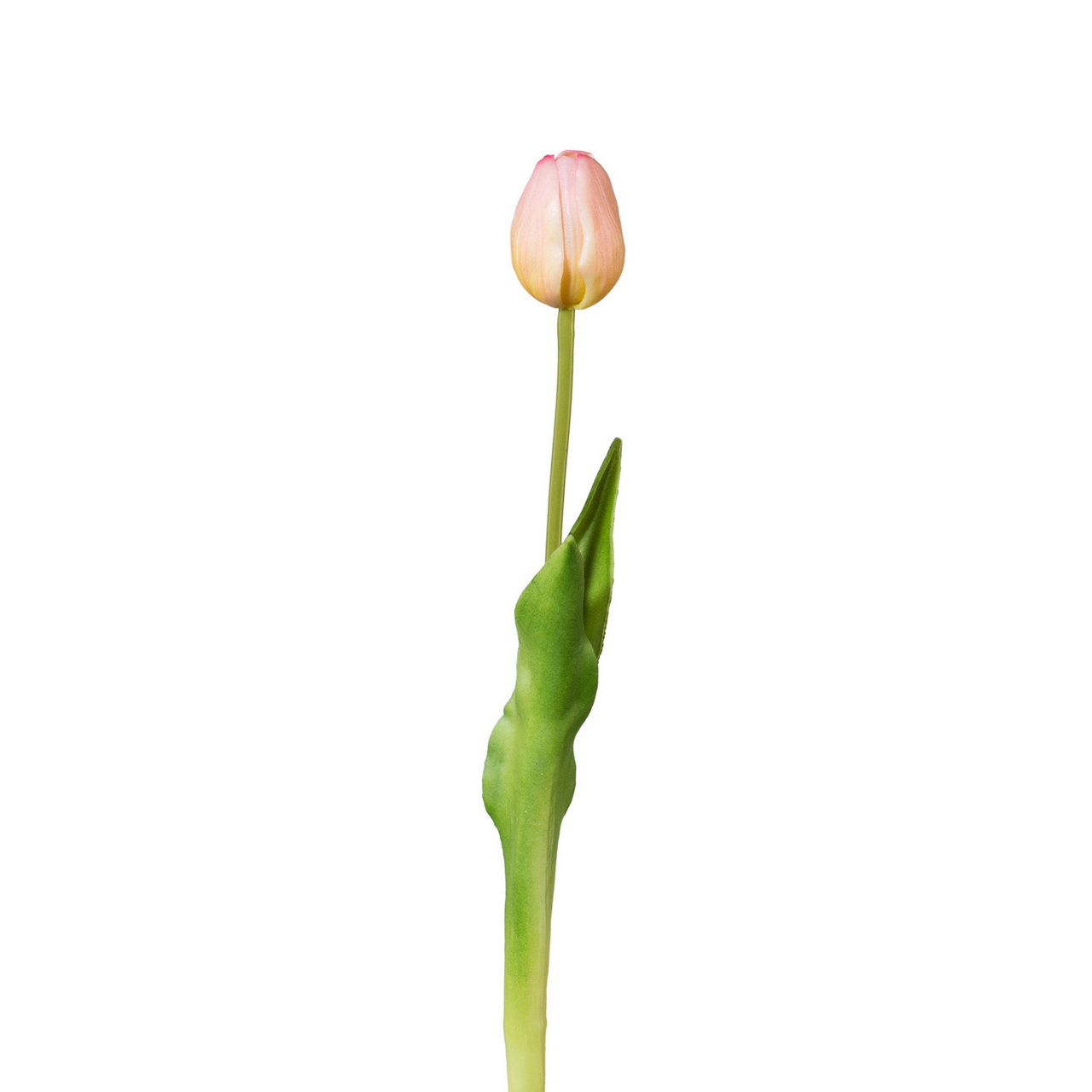  Tulpe Tulpe