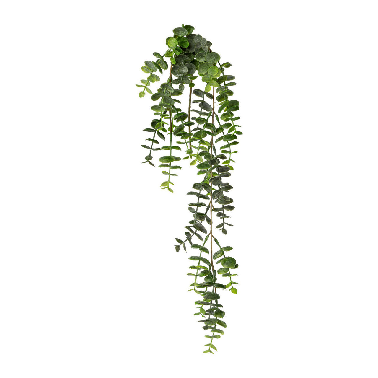 Eucalyptus-Hängezweig 