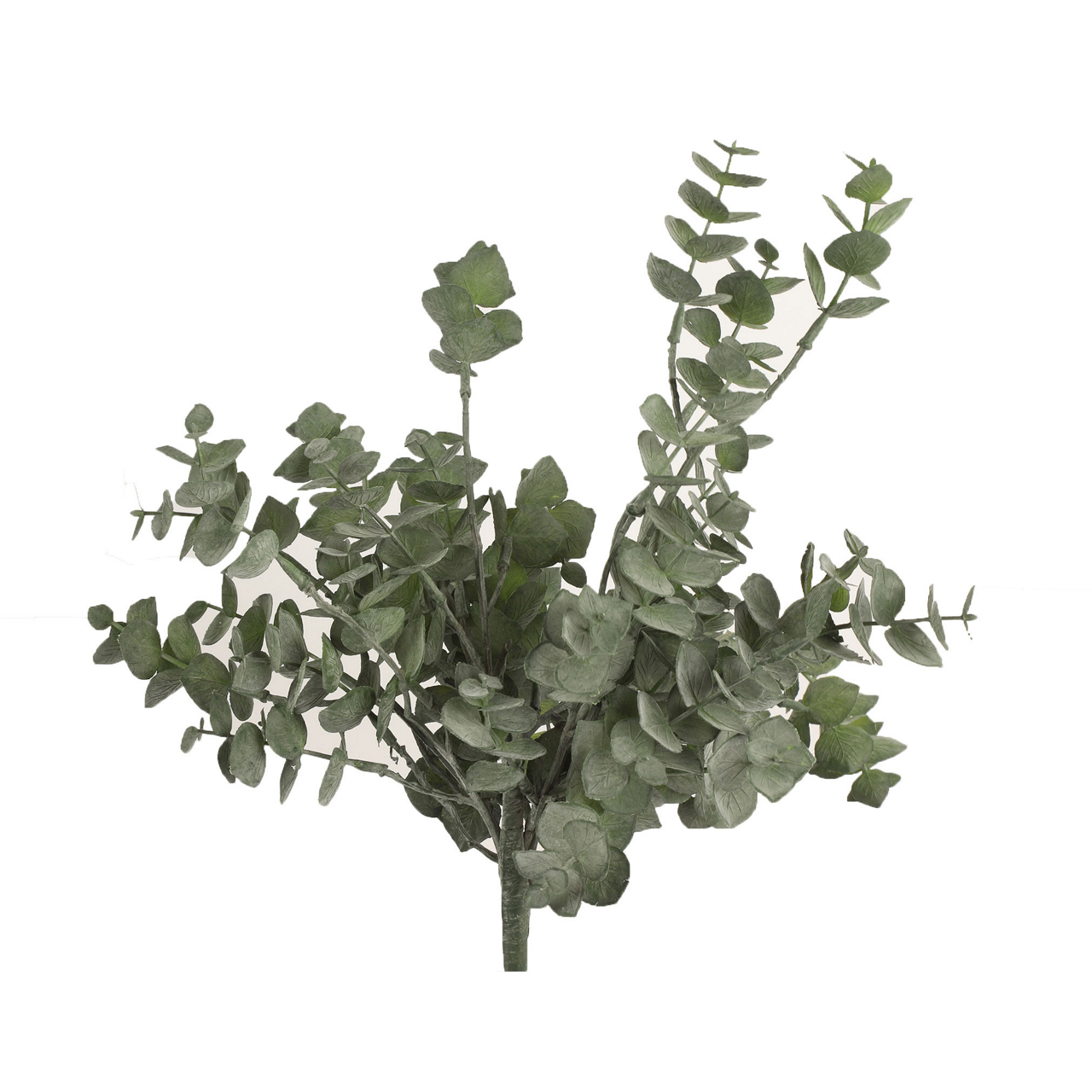  Eucalyptus Eucalyptus