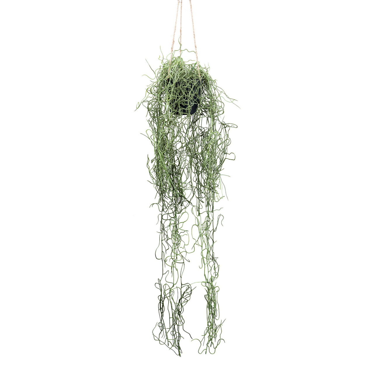  Tillandsia Hänger im Hängetopf  undefined