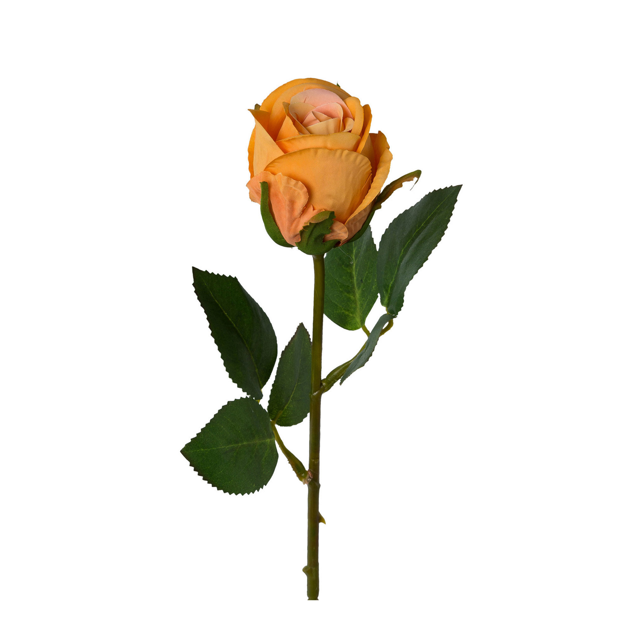  Rose  undefined
