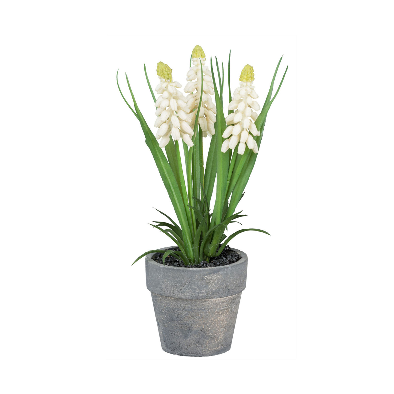  Muscari im grauen Topf 