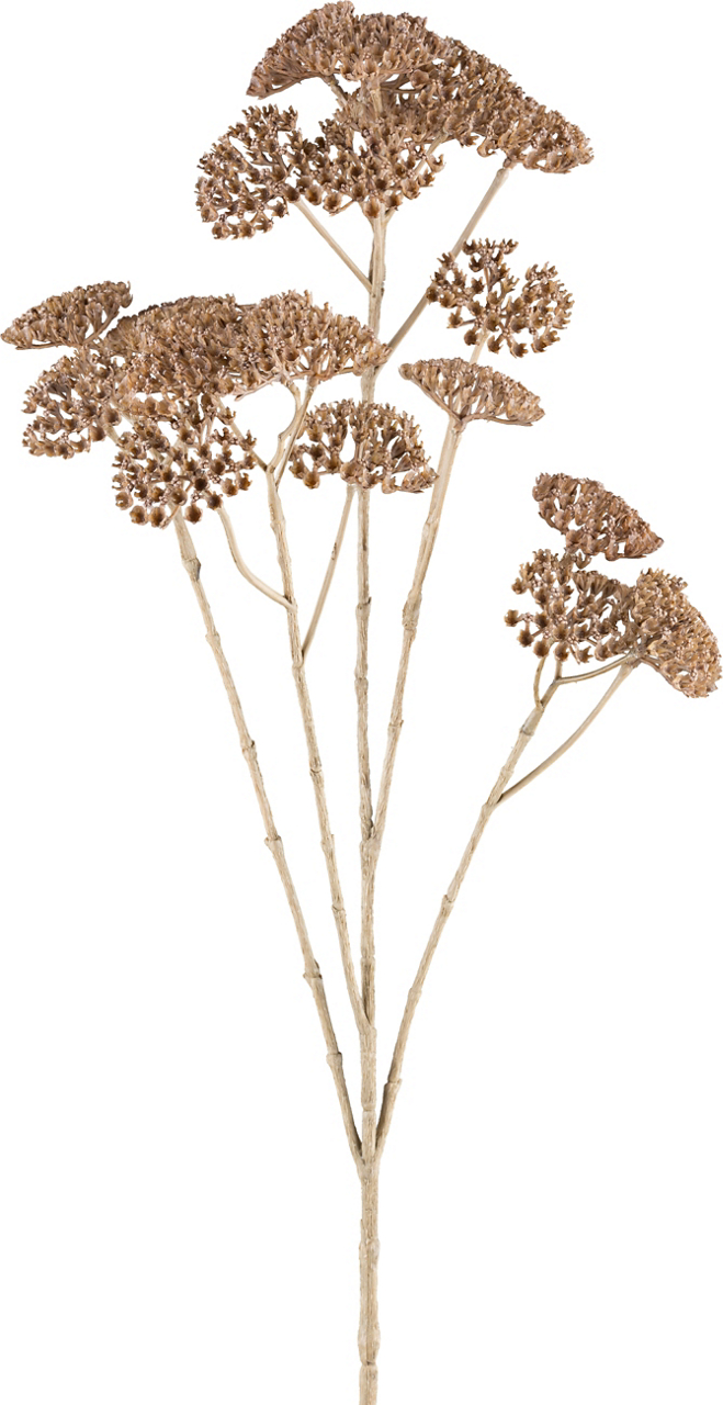  Achillea 1224801-69 undefined