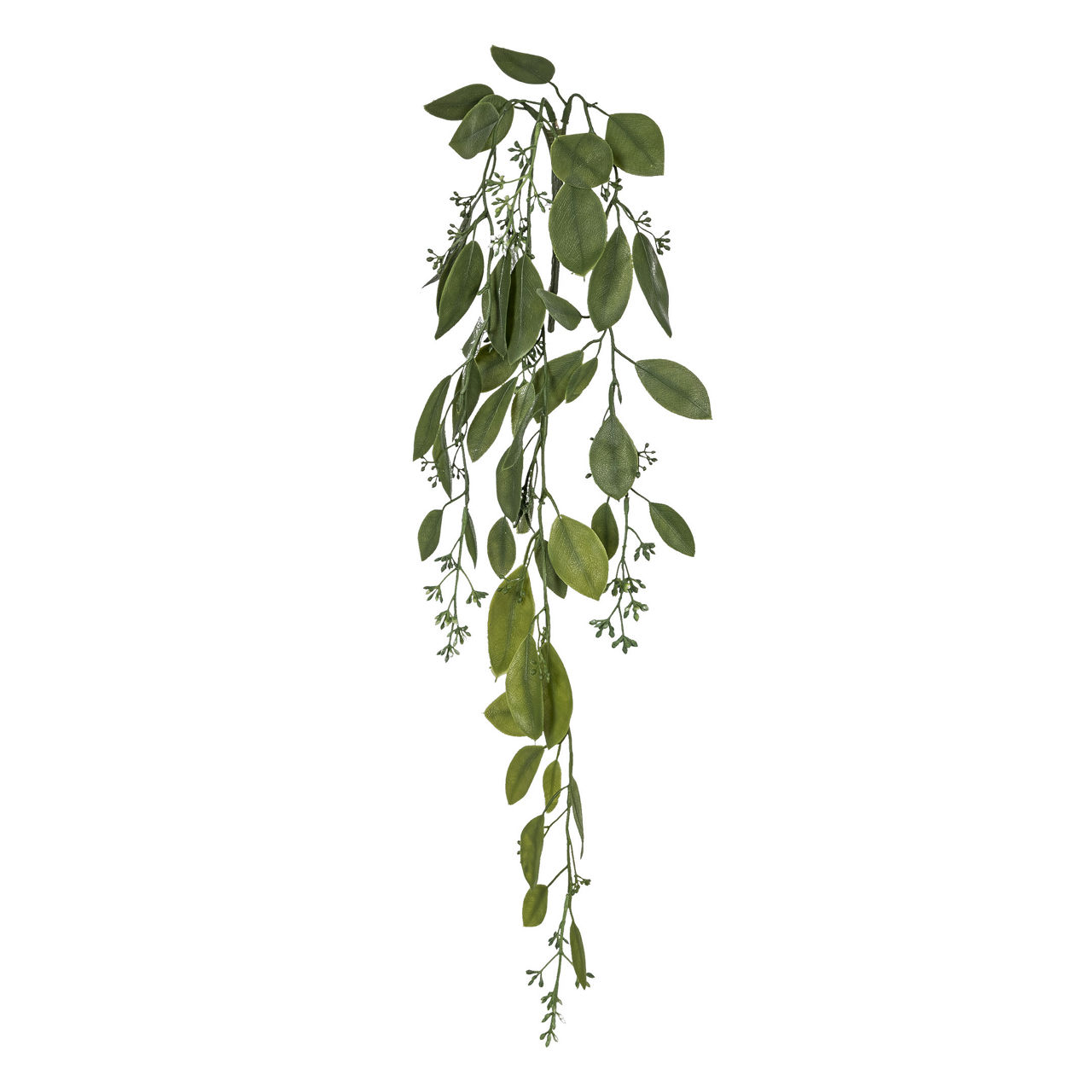  Eucalyptushängezweig mit Früchten 