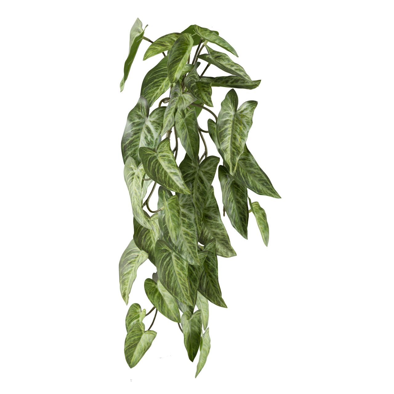 3324769-50 Alocasia Hänger x4, 48cm  grün-creme  undefined