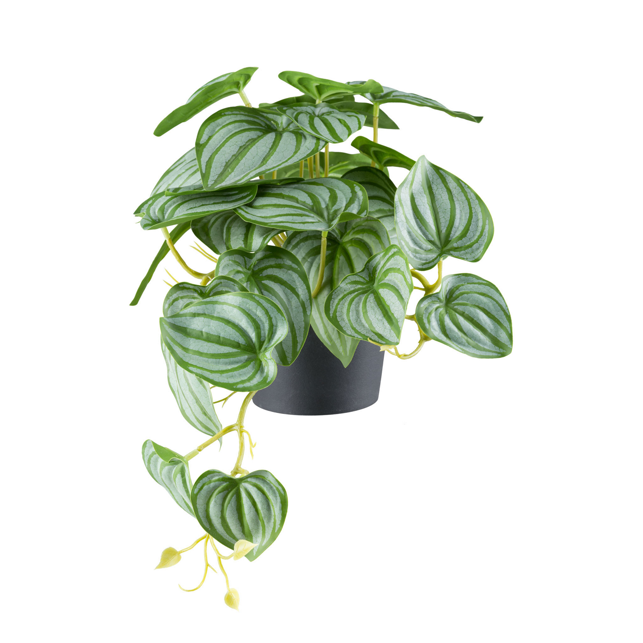 3324776-50 Peperomia Hänger x29 Bl.  H 24cm L 40cm, grüngrau  undefined
