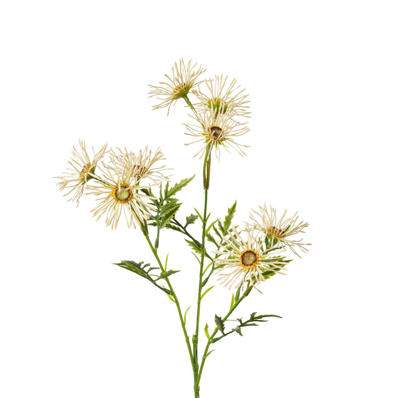  Margeritenzweig 