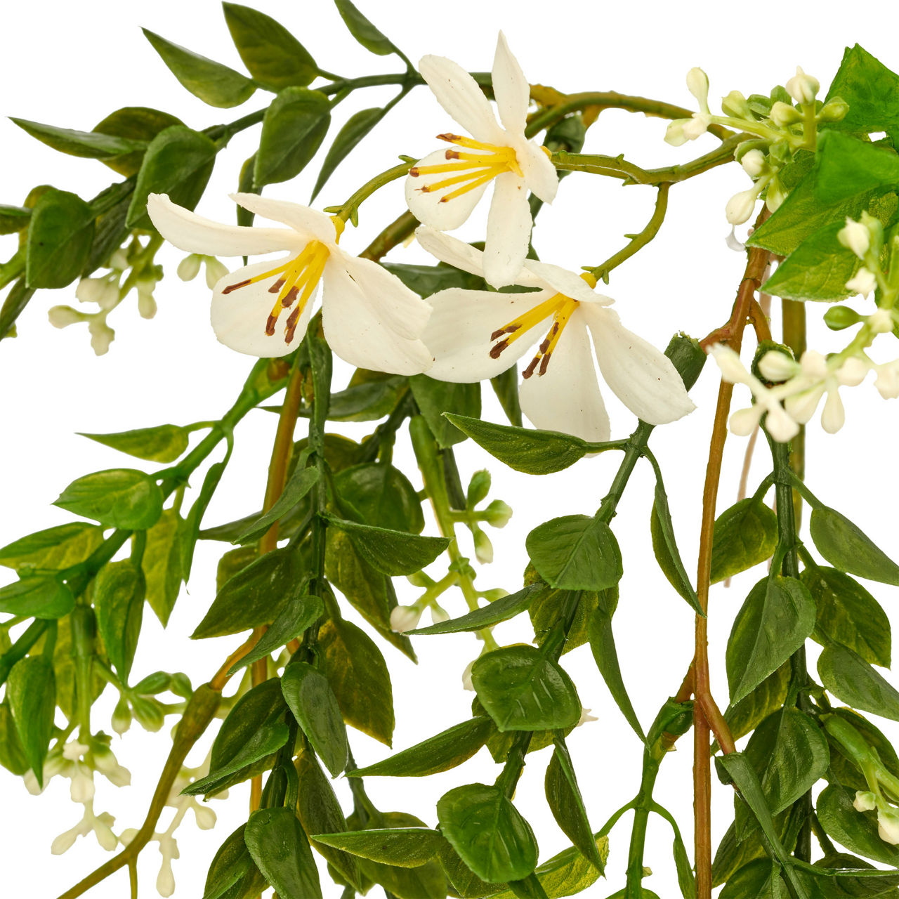  Miniblatthängezweig  1