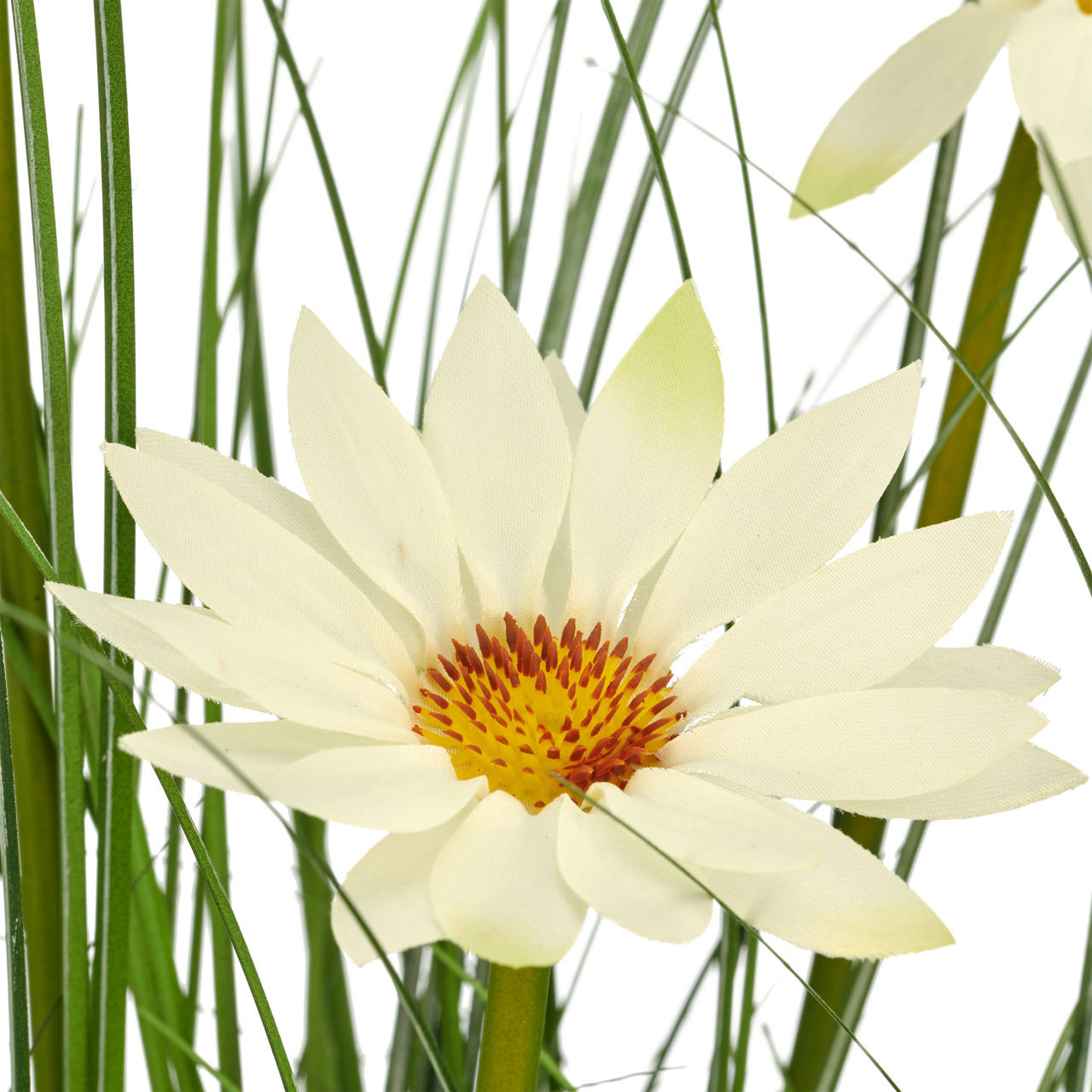  Gras mit Margeriten  1