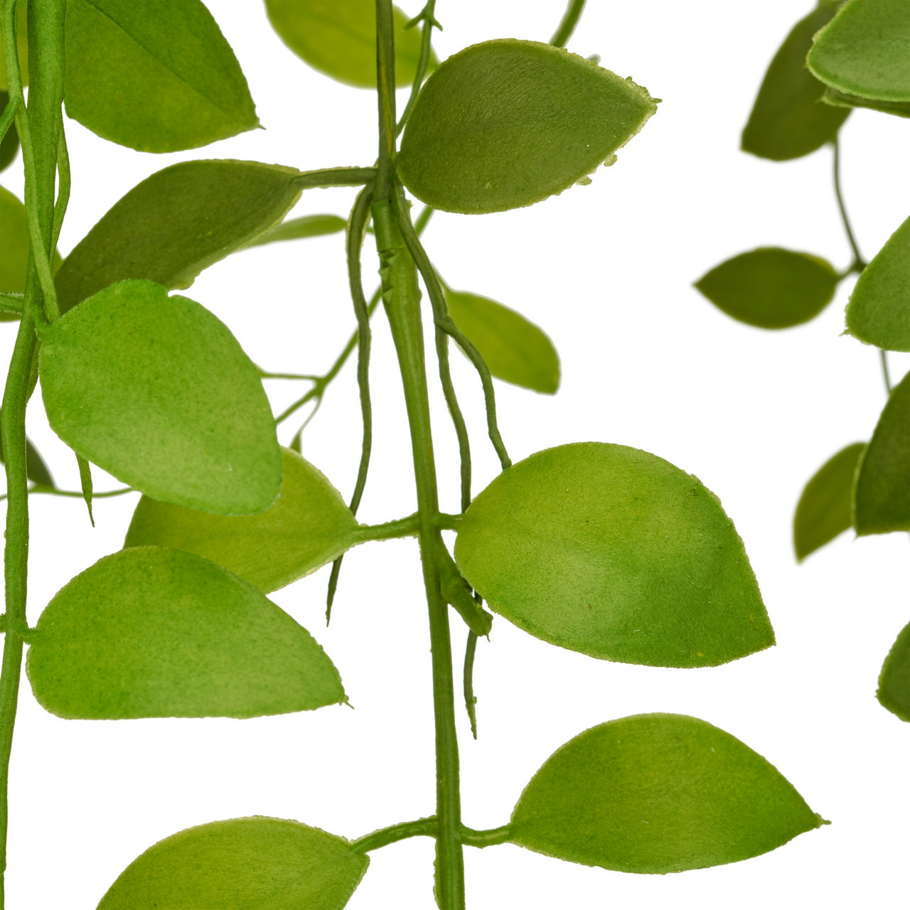  Aeschynanthushängezweig  1