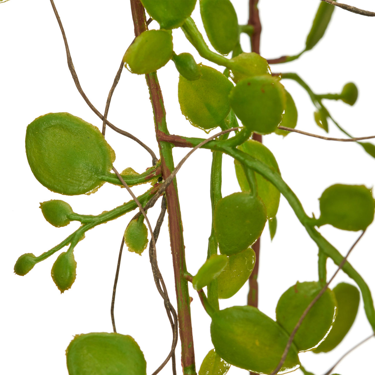  Mühlenbeckiahängezweig  1