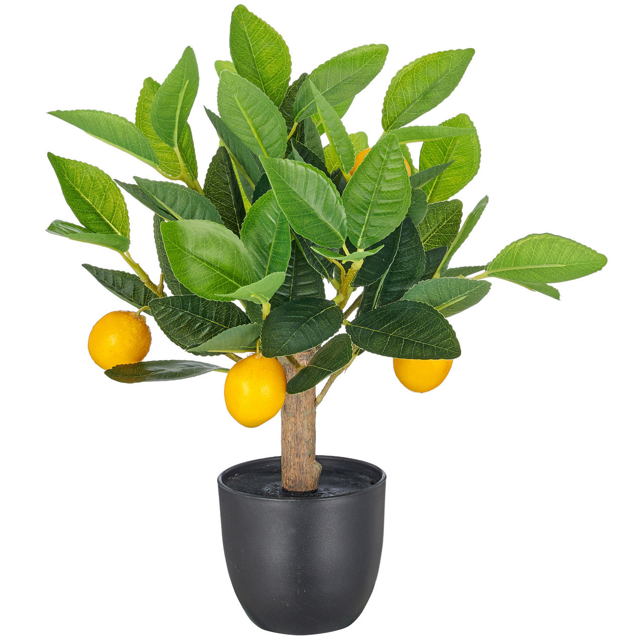  Zitronenbäumchen  1