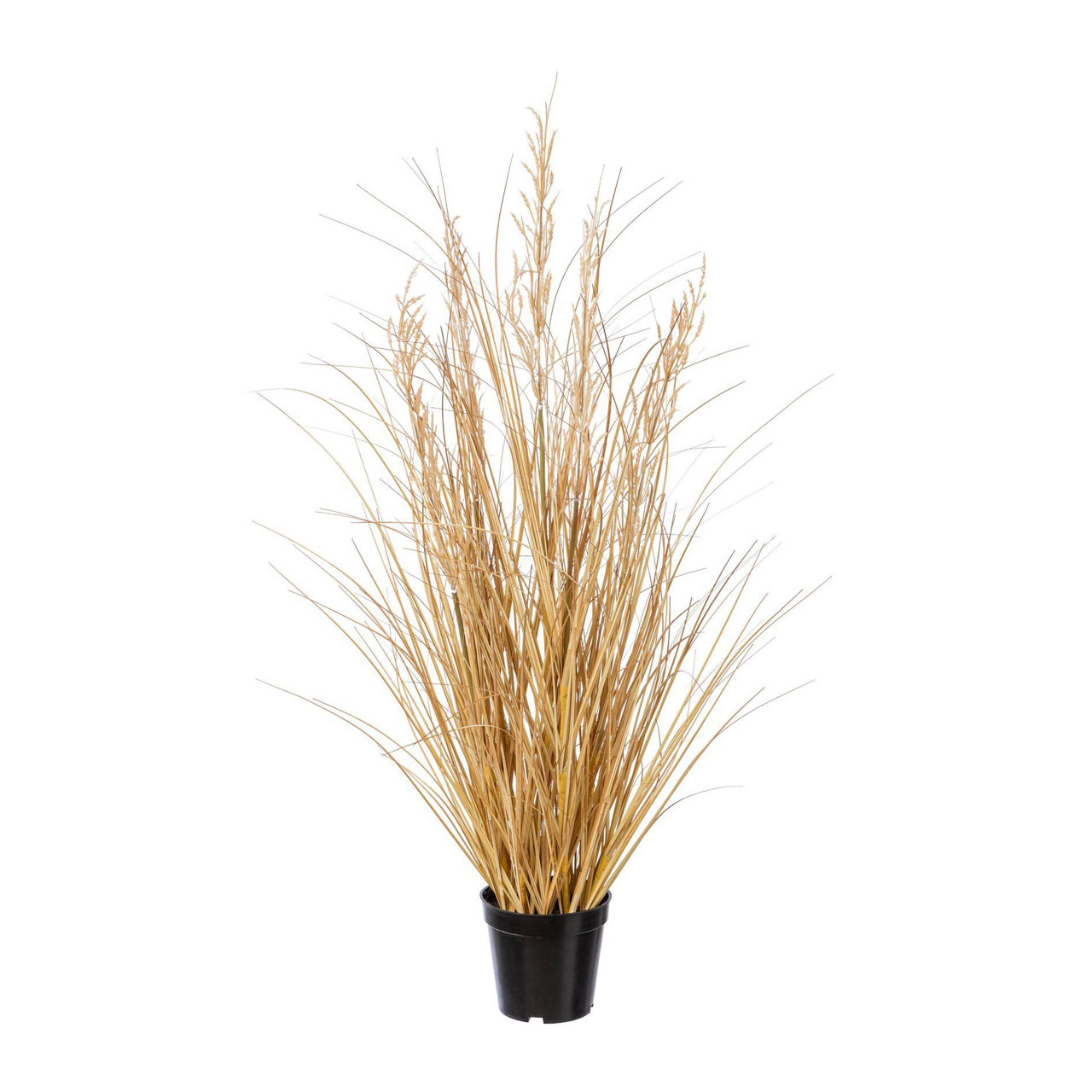  Carex mit Gras im Topf 