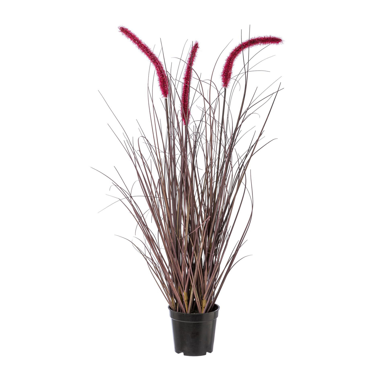  Pennisetum rubrum im Topf 