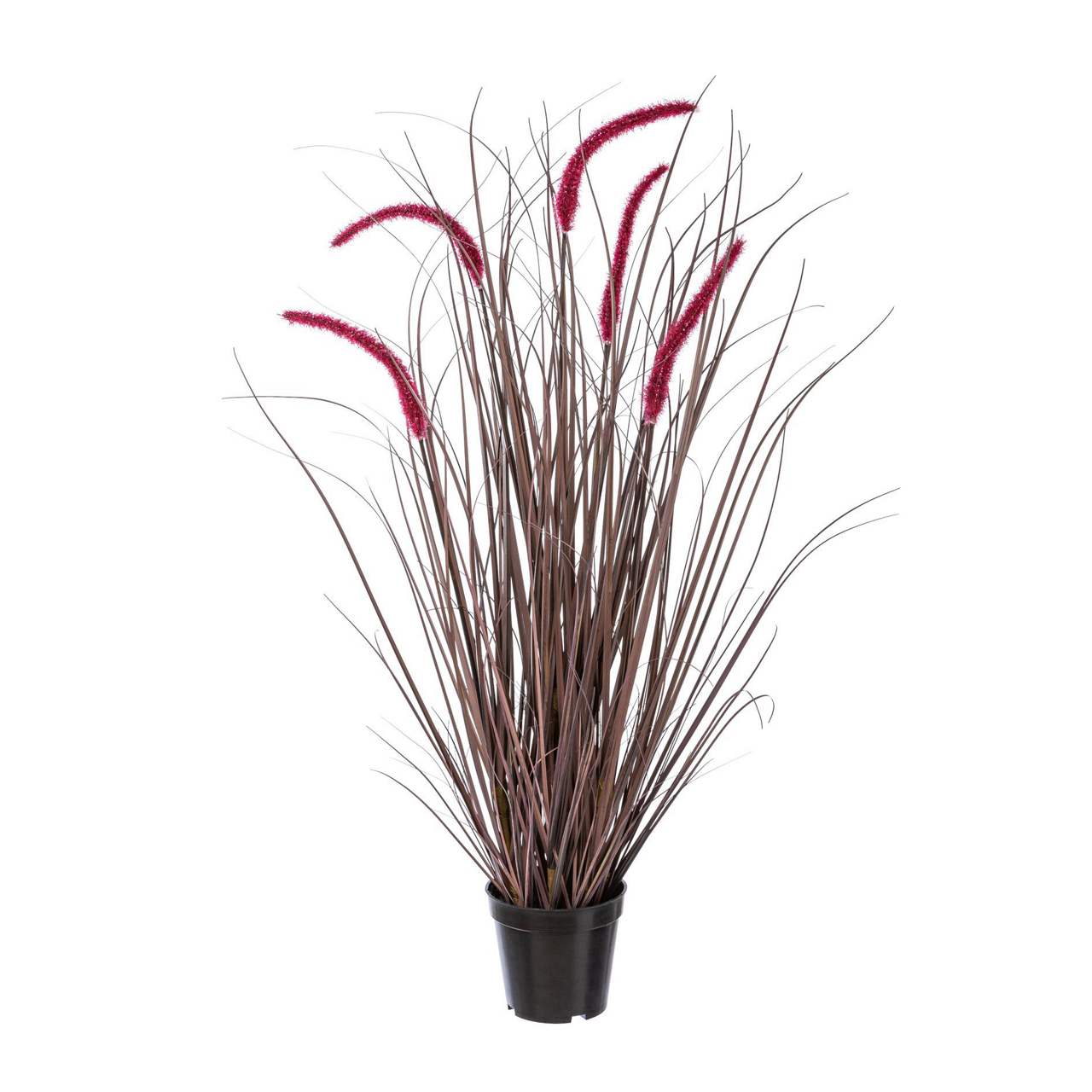  Pennisetum rubrum im Topf 