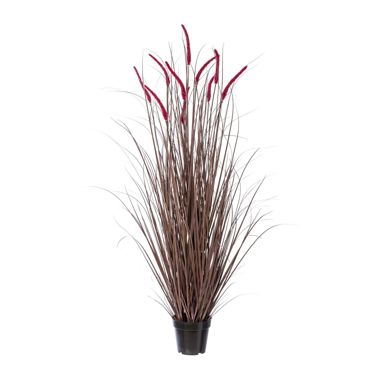  Pennisetum rubrum im Topf  undefined