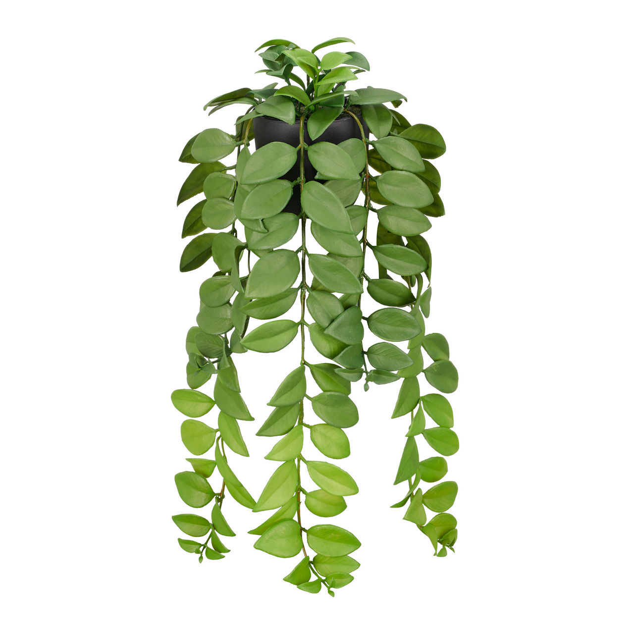  Columnea 