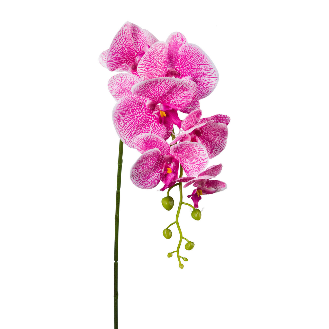  Phalenopsis Phalenopsis undefined