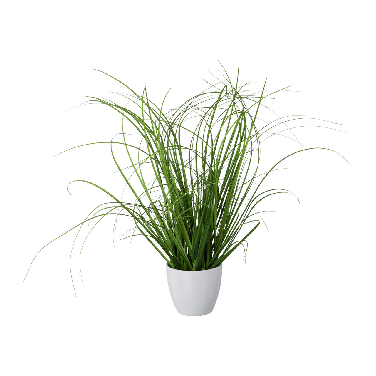  Gras im weissen Kunststofftopf 
