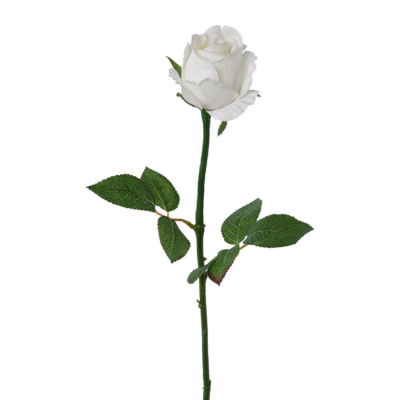  Rose Rose undefined