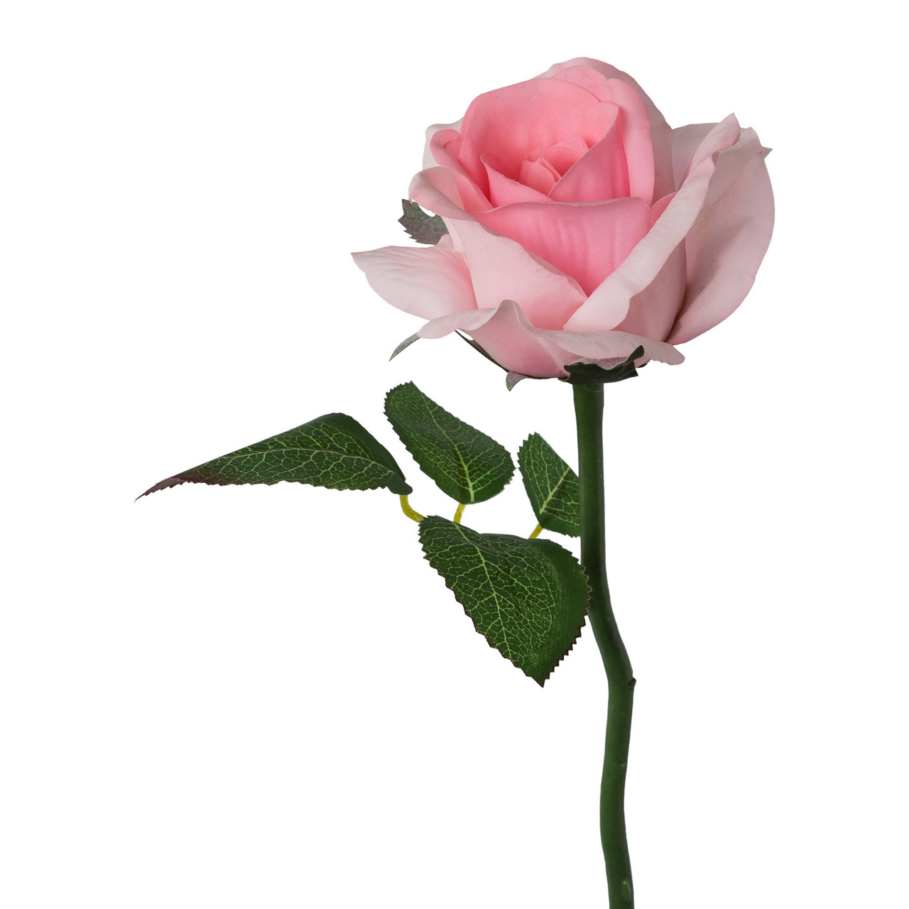  Rose Kurzstil Rose