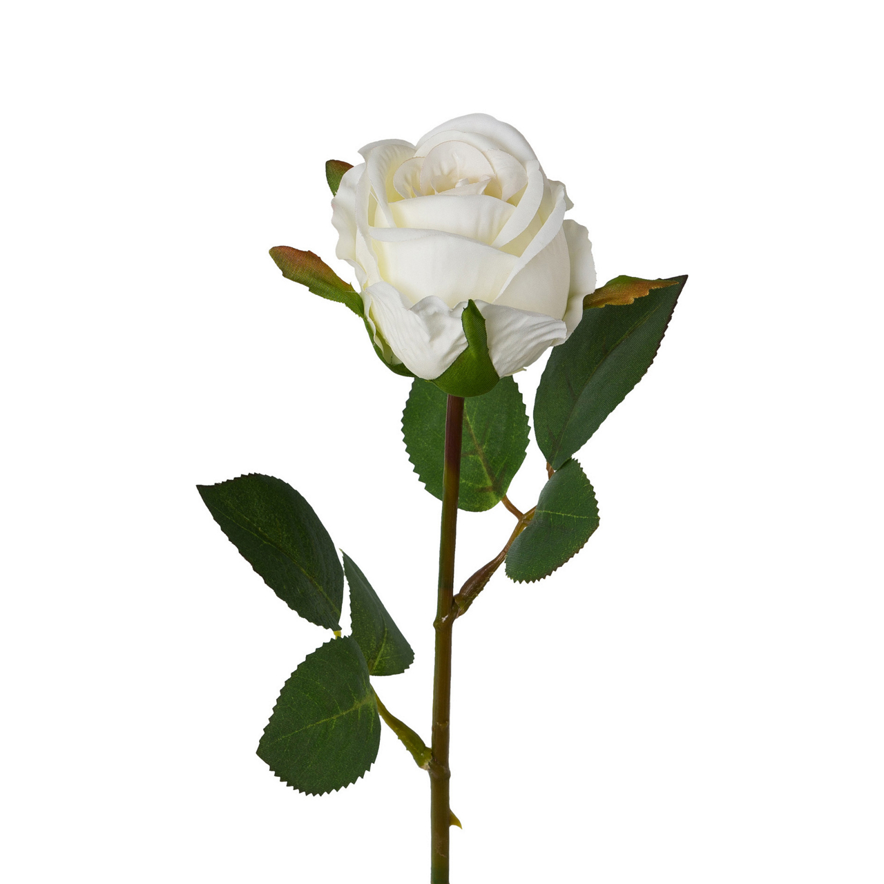  Rose Rose