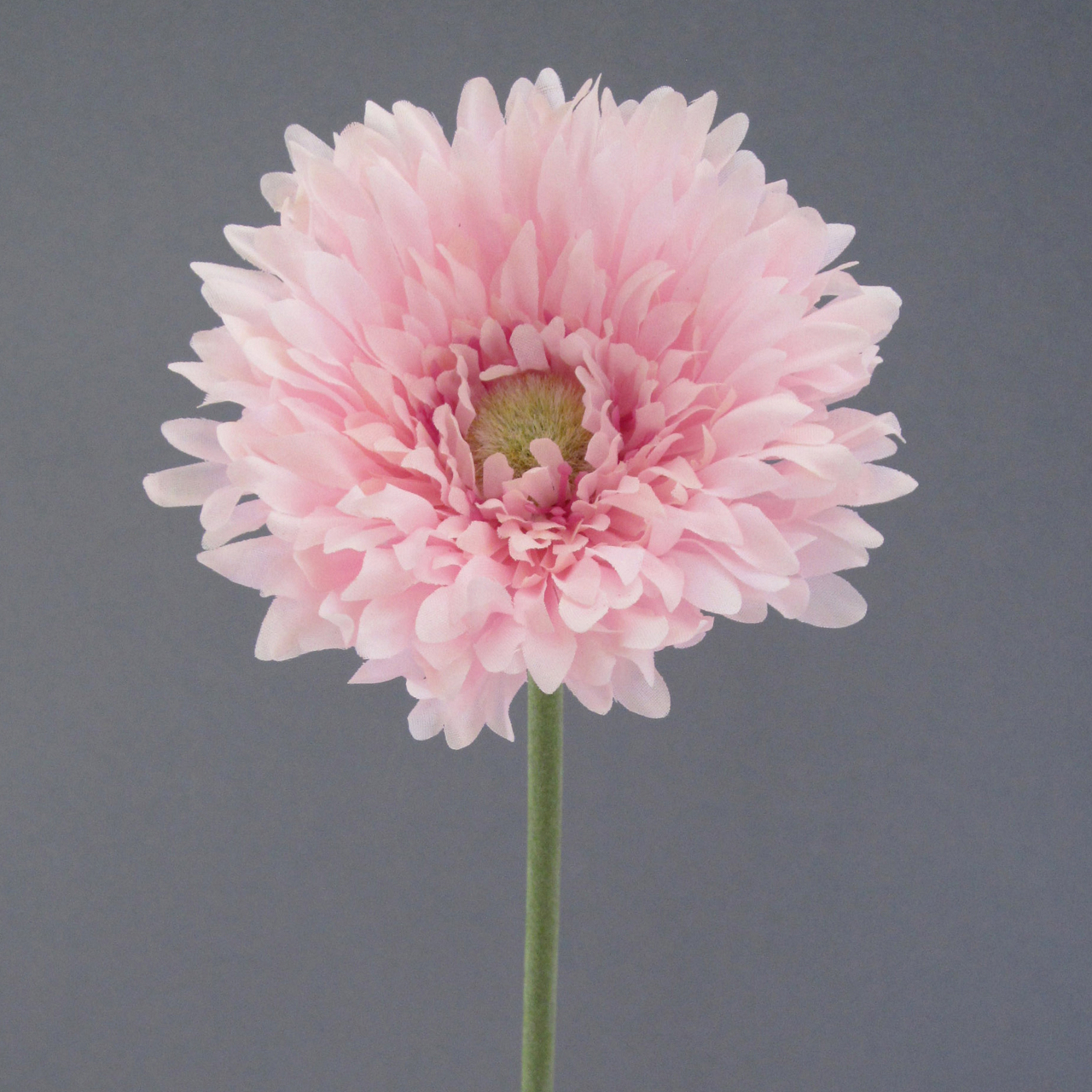  Gerbera gefüllt  undefined